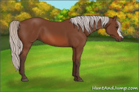 Horse Color:Silver Bay