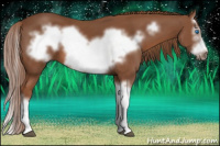 Horse Color:Chestnut Splash Frame
