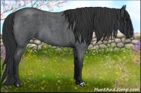 Horse Color:Blue Roan 