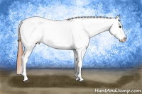Horse Color:Bay Tobiano Appaloosa 
