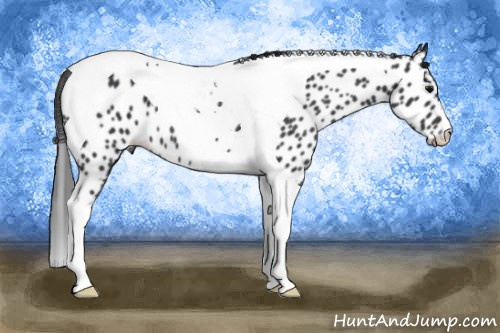 Horse Color: Black Tobiano Near Leopard 