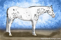 Horse Color:Black Tobiano Near Leopard 