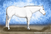 Horse Color:Black Splash Appaloosa 
