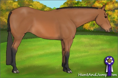 Horse Color: Bay 
