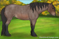 Horse Color:Bay Roan 