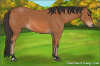 Horse Color:Bay 