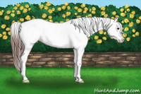Horse Color:Bay Near Leopard 