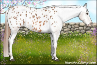 Horse Color:Red Roan Appaloosa 