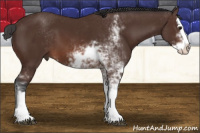 Horse Color:Brown Sabino Splash 