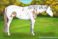 Horse Color:White Spotted Red Dun Splash Tobiano