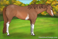 Horse Color:White Spotted Liver Chestnut 