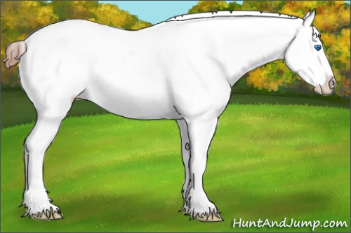 Horse Color: Brown Splash Near Fewspot 
