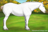 Horse Color:Brown Splash Appaloosa