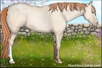 Horse Color:Amber Champagne Pearl Dun 