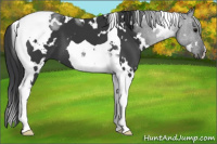 Horse Color:White Spotted Brown Tobiano 