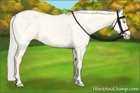 Horse Color:White Spotted Cremello Dun 