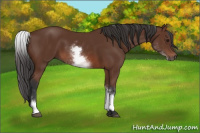 Horse Color:White Spotted Bay Rabicano