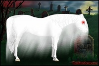 Horse Color:Silver Perlino Dun