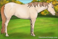 Horse Color:Amber Champagne Pearl Sabino 