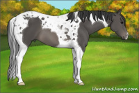 Horse Color:Black Tobiano 