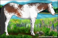 Horse Color:White Spotted Bay 