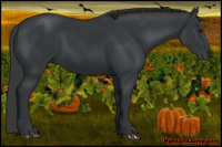 Horse Color:Black Sabino 