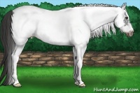 Horse Color:White Spotted Liver Chestnut Frame 