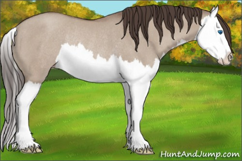 Horse Color: Classic Champagne Dun Splash Rabicano 
