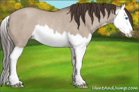 Horse Color:Classic Champagne Dun Splash Rabicano