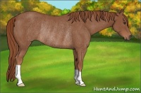 Horse Color:Chestnut Rabicano 