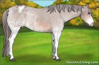 Horse Color:White Spotted Bay Appaloosa 