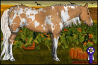 Horse Color:White Spotted Chocolate Palomino