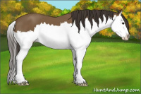 Horse Color:Buckskin Splash 
