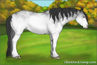 Horse Color:White Spotted Brown