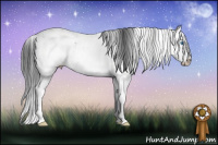 Horse Color:Black Sabino Splash 