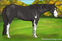 Horse Color:Smoky Black Sabino