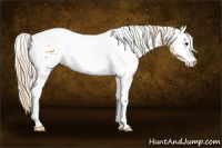 Horse Color:White Spotted Palomino 