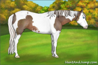 Horse Color:Silver Black Sabino Splash Tobiano