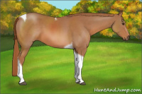 Horse Color:Chestnut Sabino Tobiano