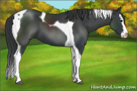 Horse Color:Black Splash Tobiano 
