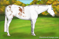 Horse Color:Silver Bay Sabino Splash
