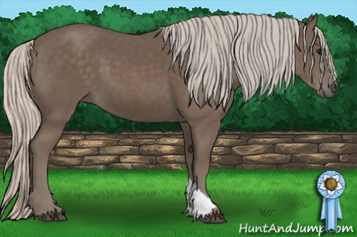 Horse Color: Silver Black 