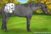 Horse Color:Black Appaloosa 