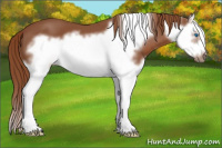 Horse Color:Liver Chestnut Splash Frame 