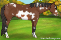 Horse Color:White Spotted Bay Frame