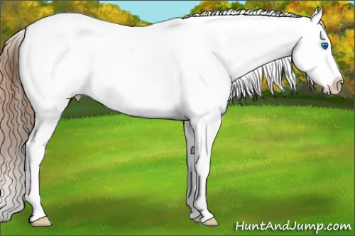 Horse Color: Red Dun Roan Splash Near Leopard 