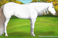 Horse Color:Red Dun Roan Splash Appaloosa 