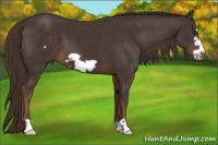 Horse Color:Liver Chestnut Frame 
