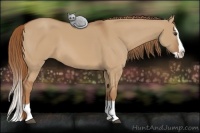 Horse Color:Red Dun Splash 