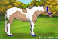 Horse Color:Silver Bay Dun Tobiano 